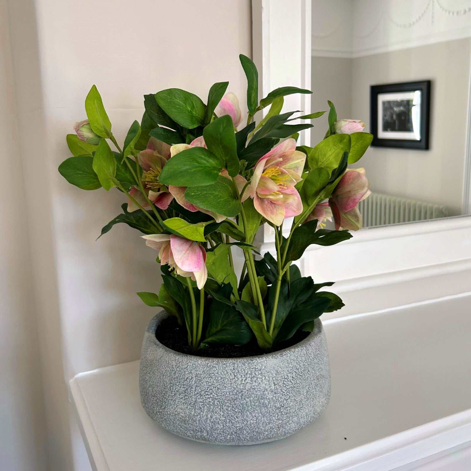 Hellebore Plant with pink and white blooms in a grey ceramic pot.