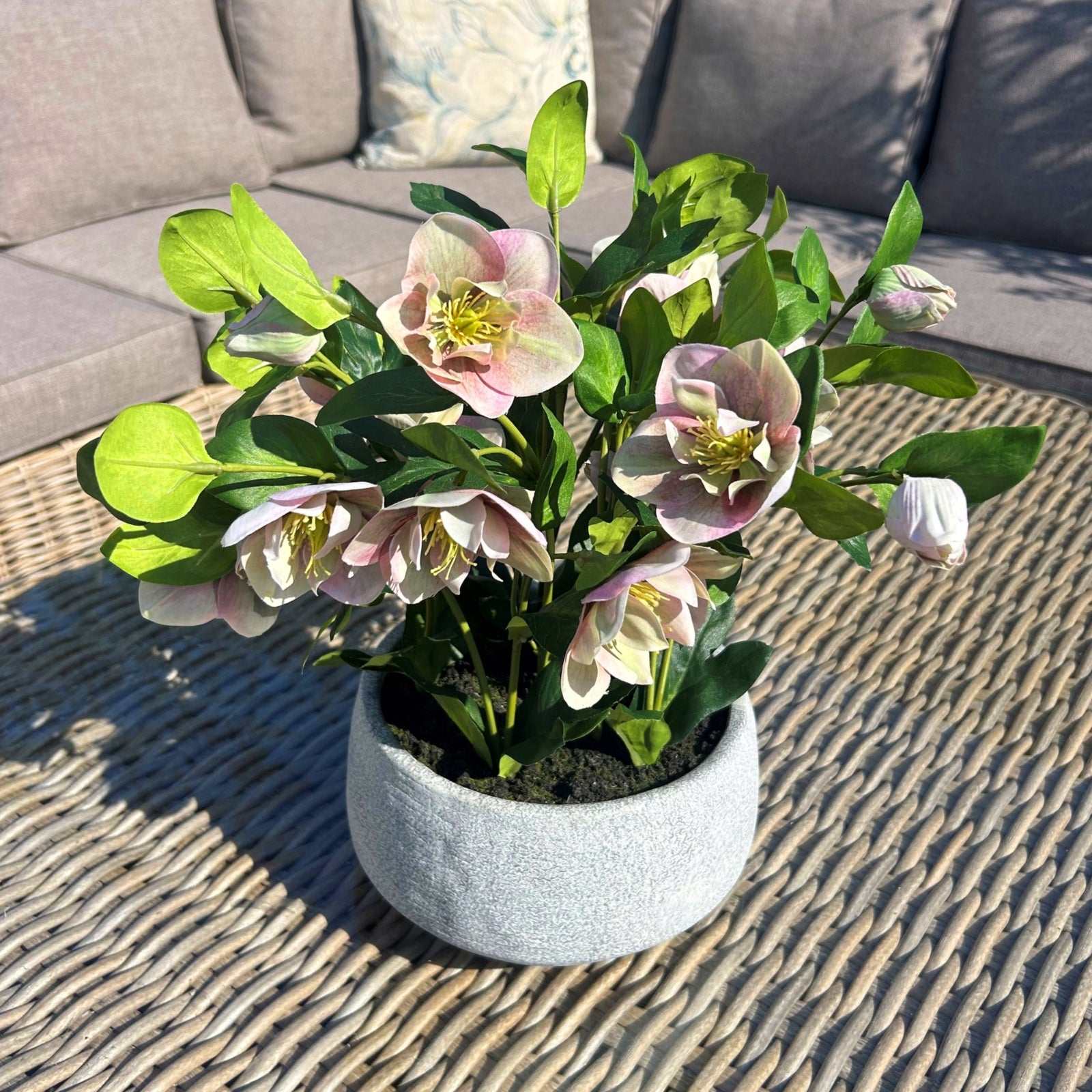 Hellebore plant with pink and white blooms in a grey ceramic pot, perfect for diverse interiors.