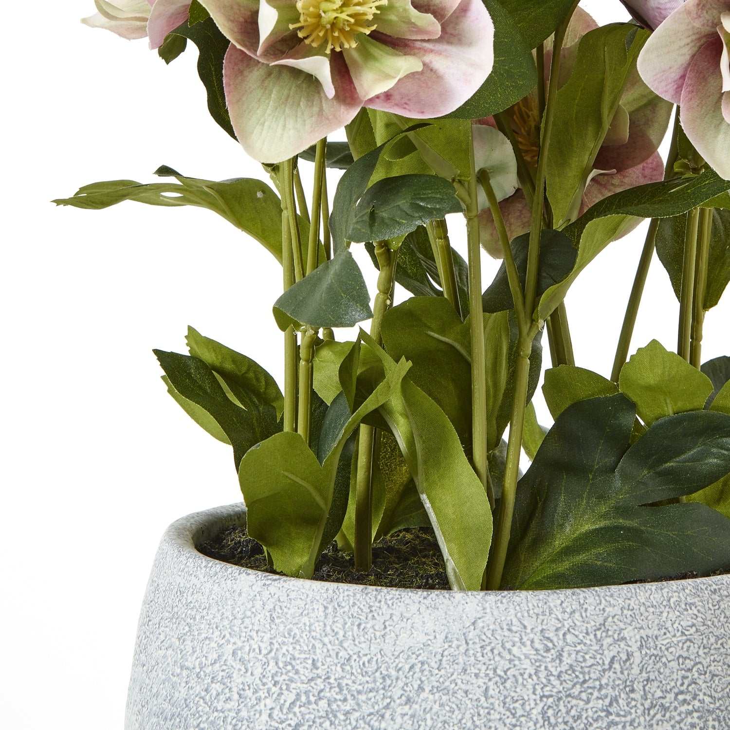 Hellebore plant with pink and white blooms in a grey ceramic pot.