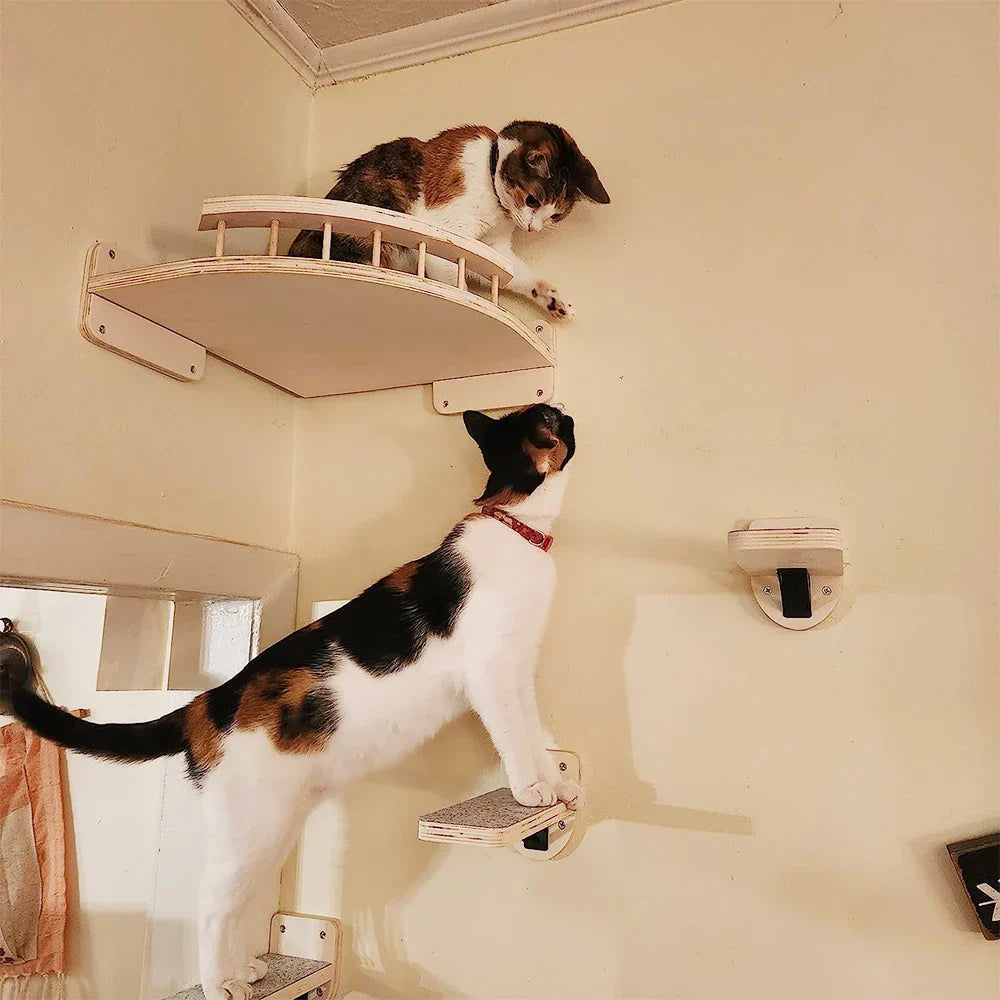 Cats playing on wall-mounted climbing shelves for exercise and fun.