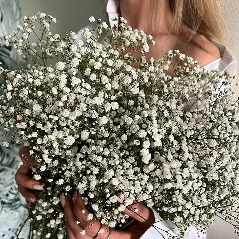 White Natural Dried Gypsophila