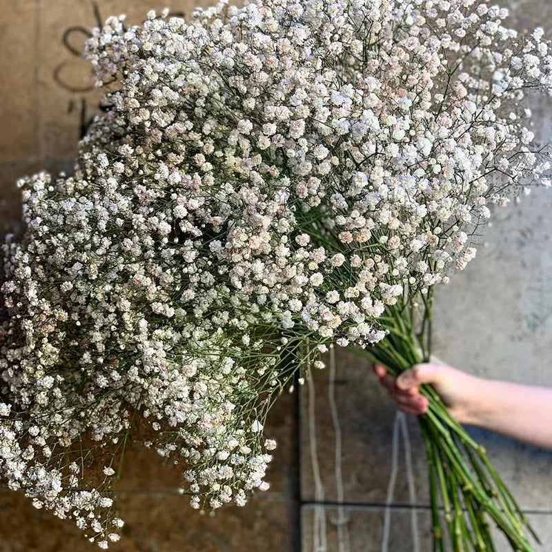 White Natural Dried Gypsophila