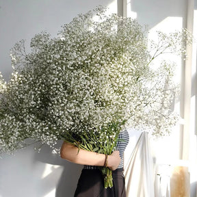 White Natural Dried Gypsophila